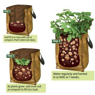 http://www.homesteadsurvivalist.com/2013/05/growing-potatoes-in-containers.html