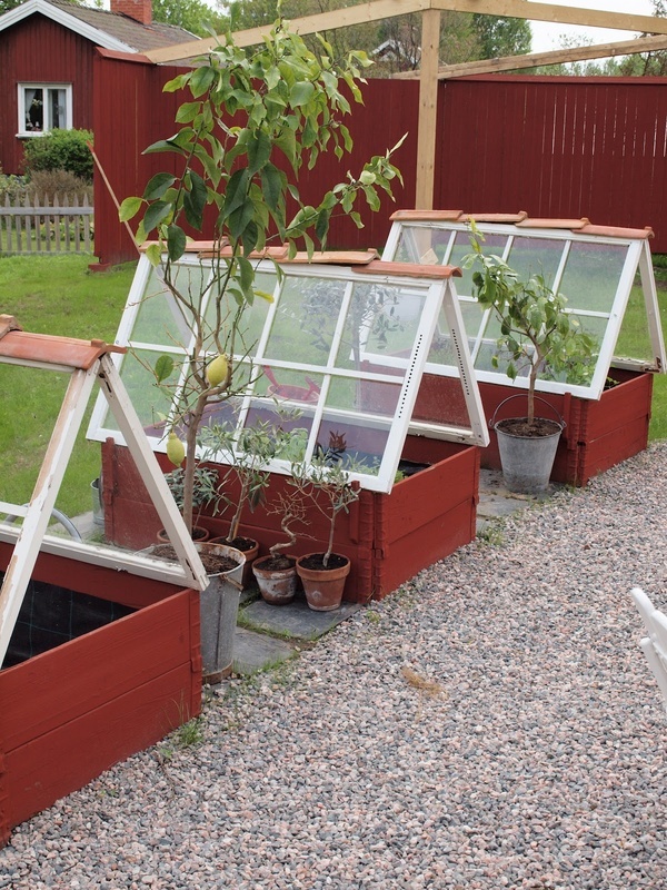 garden's glory raised beds with windows to create mini greenhouses